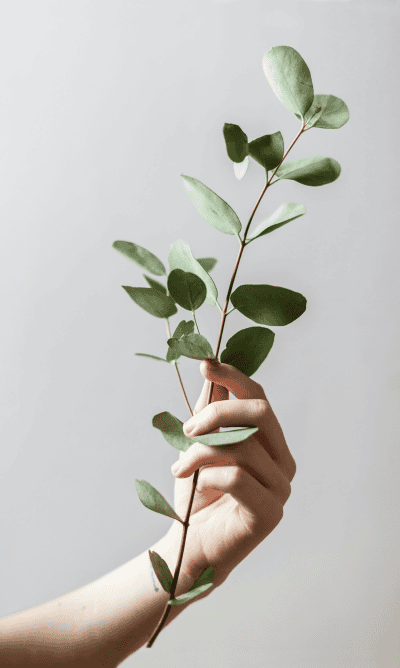 A hand delicately holds a sprig of eucalyptus against a plain white background, embodying a minimalist branding aesthetic.