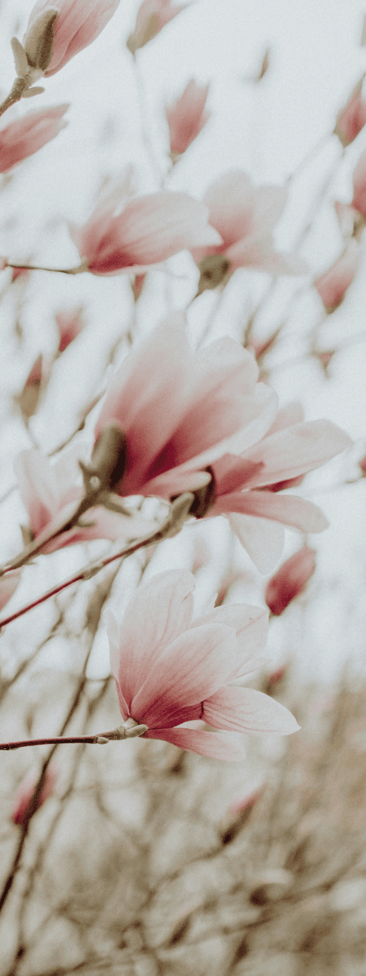 Close-up of pink magnolia blossoms on branches against an overcast sky, capturing nature's delicate branding in a serene moment.