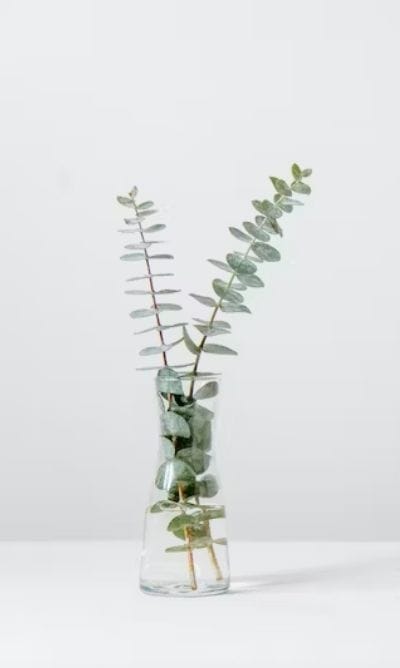 A glass vase with two sprigs of eucalyptus stands gracefully against a plain white background, reminiscent of the serene elegance you'd find in Sue Forrest's art.