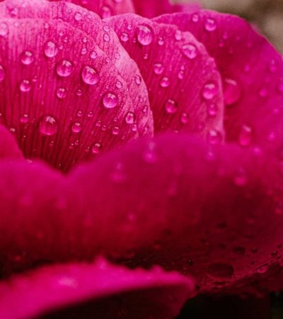 A close-up of vibrant pink flower petals, possibly the Color of the Year for 2024, glistens with water droplets.