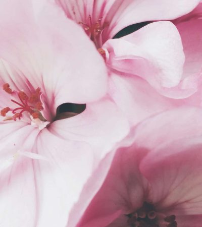 Close-up of pink flowers with soft petals and detailed stamens.