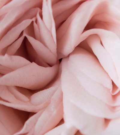 Close-up view of a soft pink rose with delicate, overlapping petals.