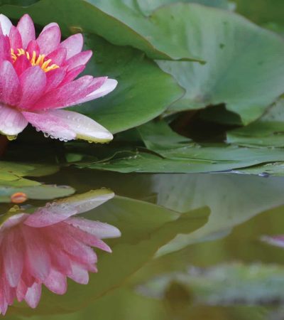 A pink water lily with yellow center floats on green lily pads, reflecting on the calm water surface.